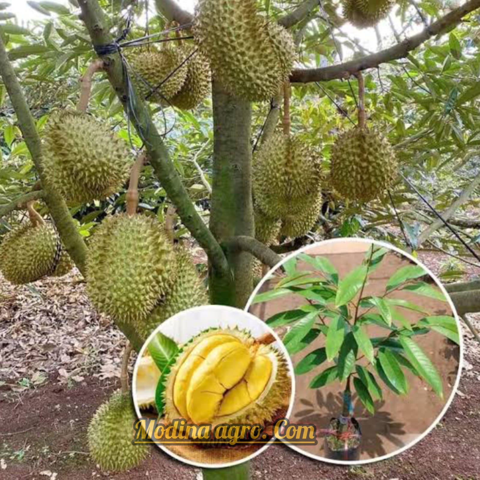 মাধুরী পেয়ারা