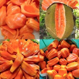 ৯ পিচ চারার কম্বো প্যাকেজ