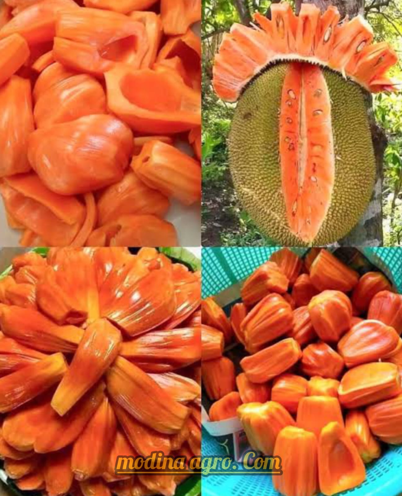 দার্জিলিং কমলা
