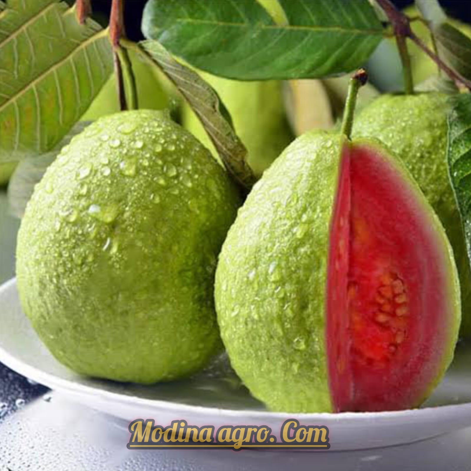 ১২ মাসি ভিয়েতনামি মাল্টা