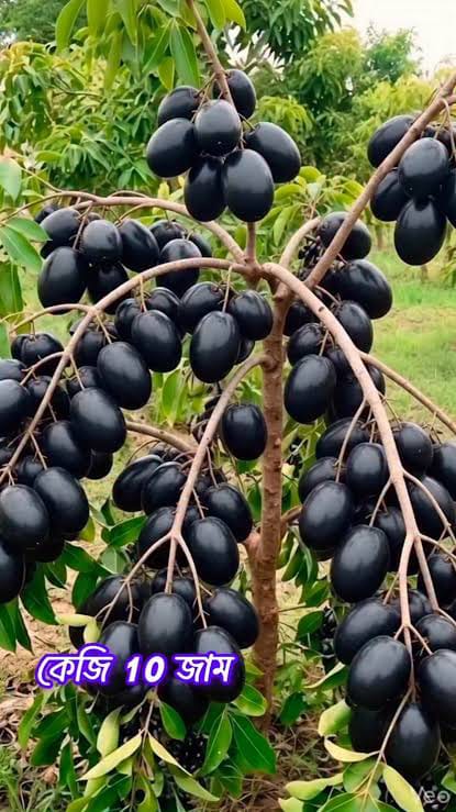থাই আনার