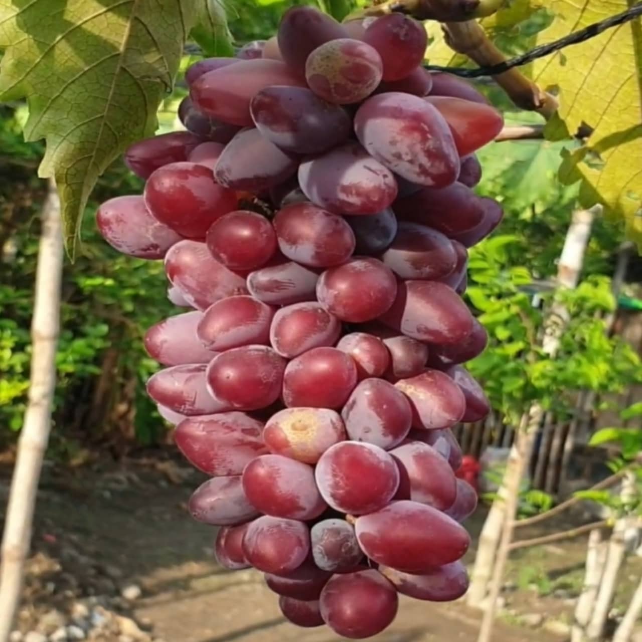 থাই আনার