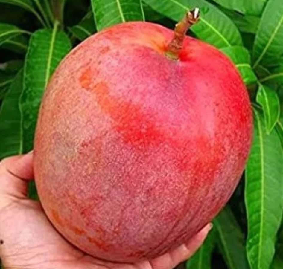 ১২ মাসি কাঁঠাল