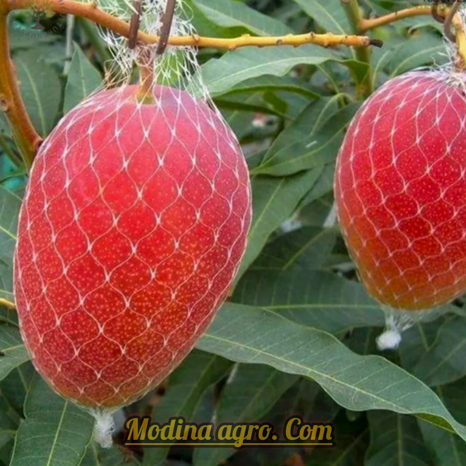 সাদা লংগান